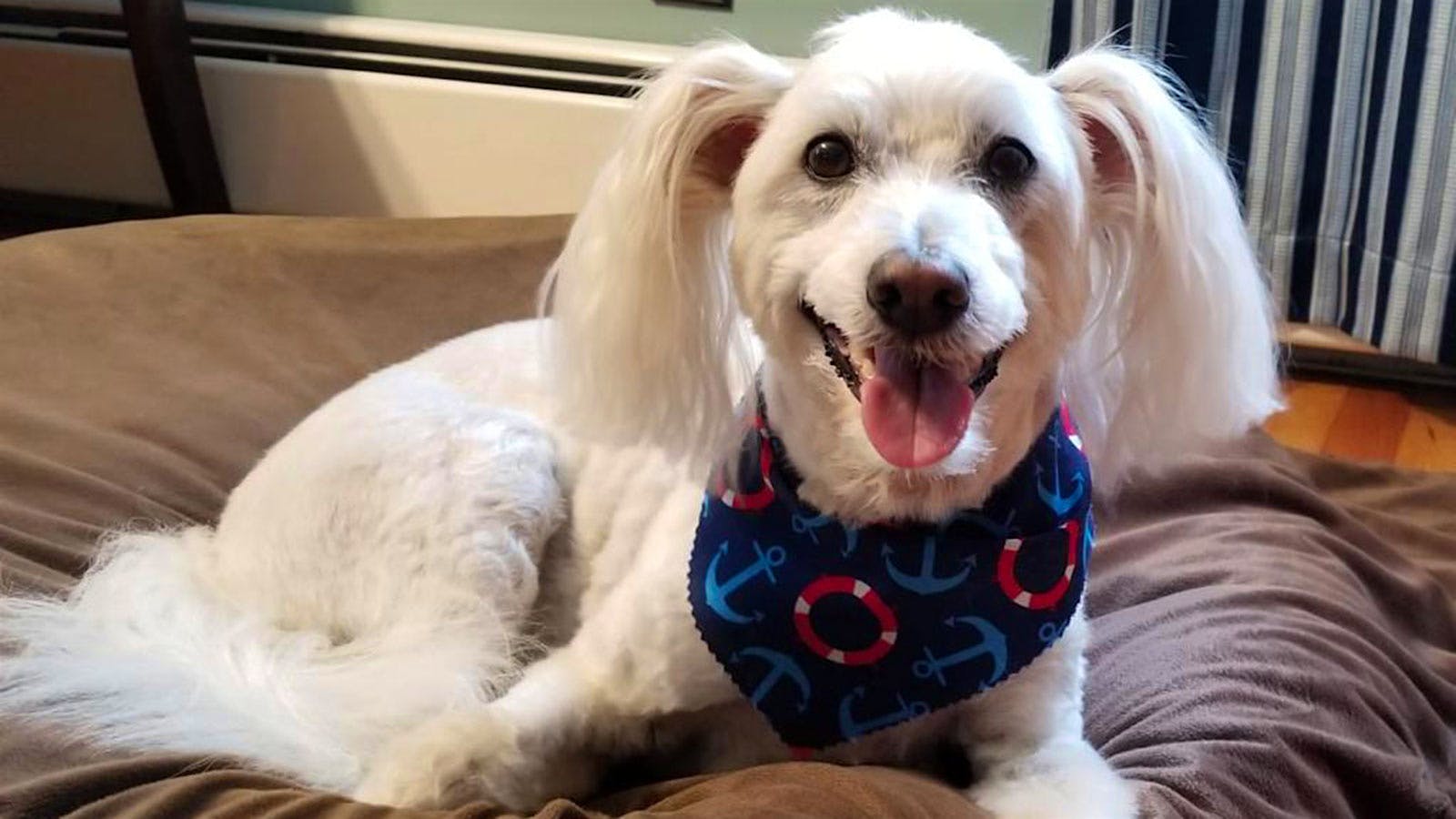 Barnaby the Eskipoo on his bed