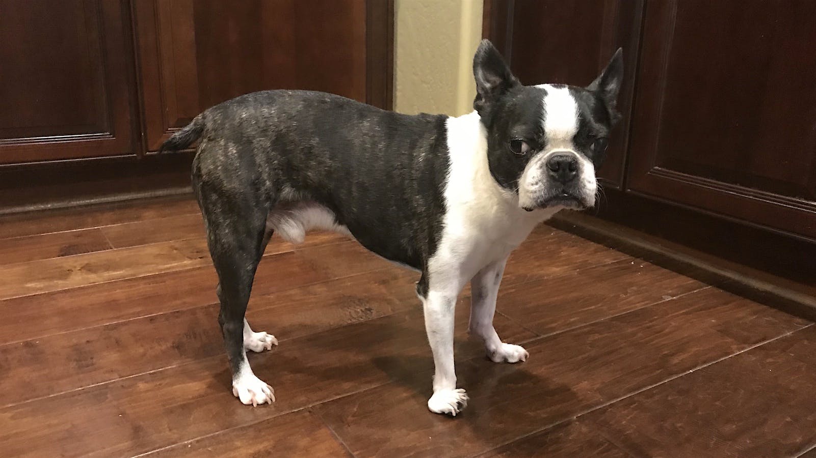 Boner the Boston Terrier dog waits for his next treat.