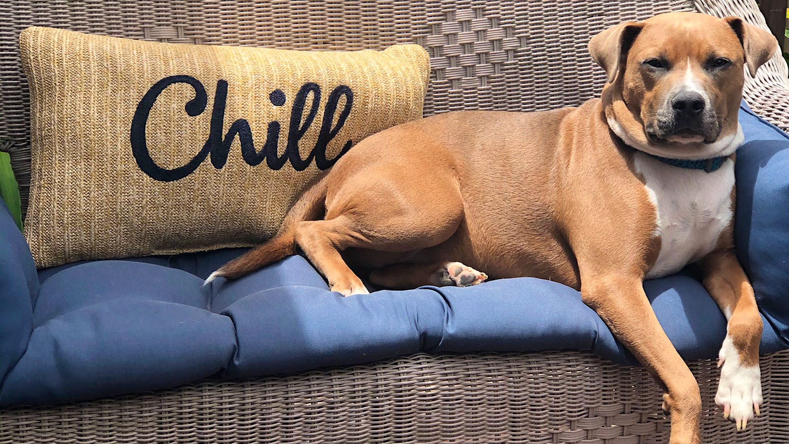 Bruno the mixed-breed rescue on a couch outside next to a pillow that reads "chill"