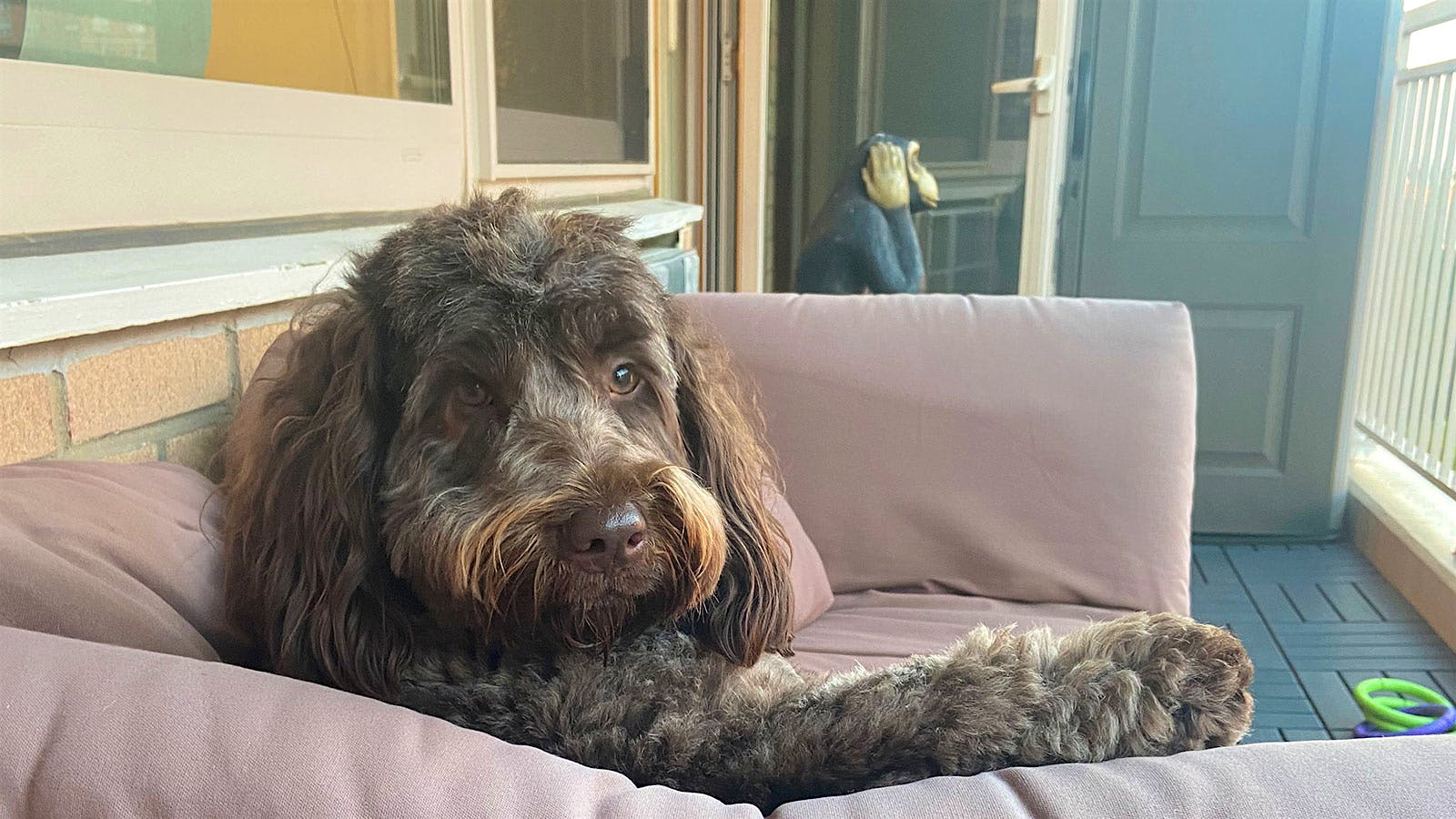 Bruno the mini Newfydoodle on a couch outside