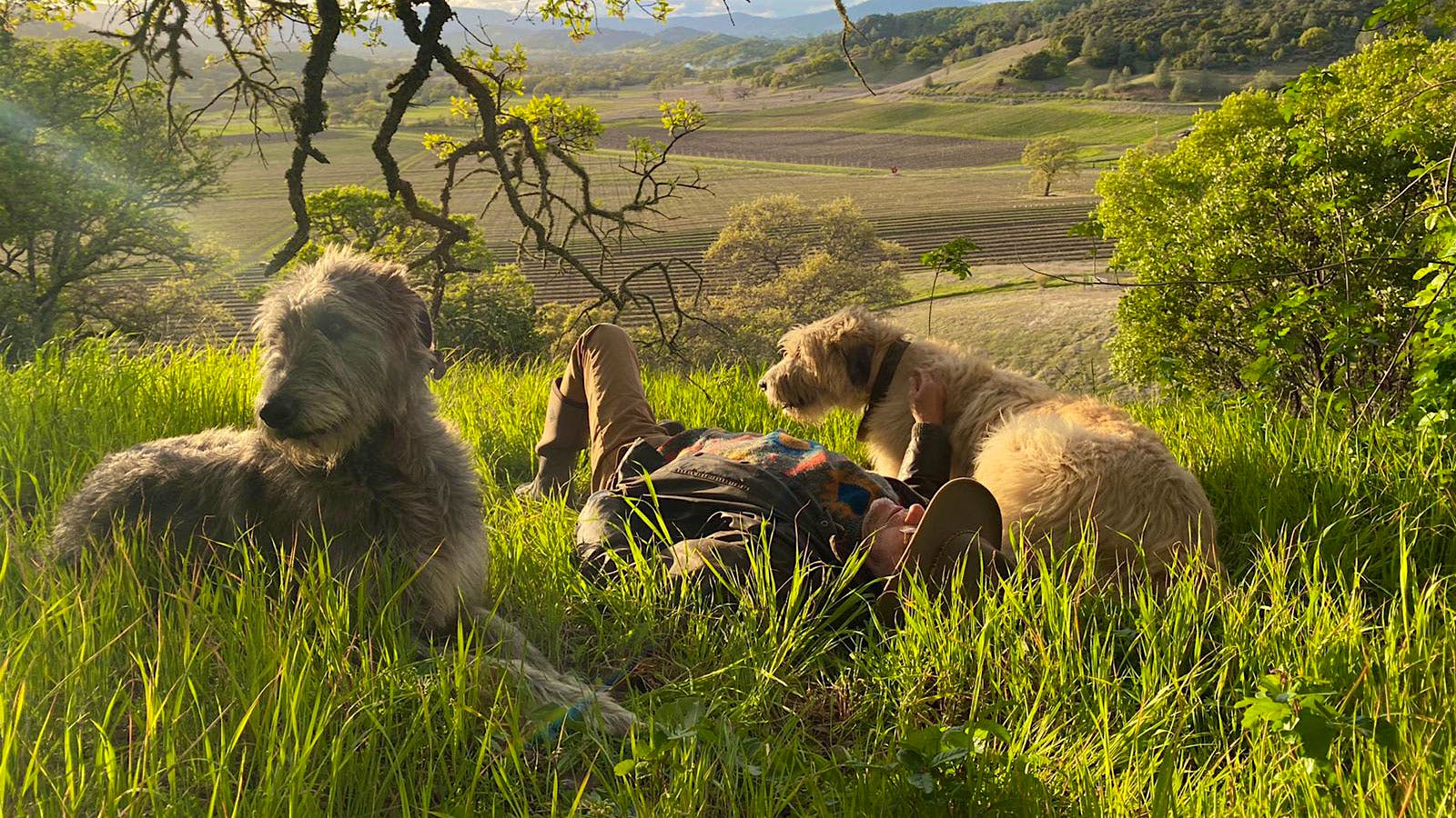 Irish Wolfhounds Finn and Lir lounging on a Napa ranch with vinter Xavier Cervantes