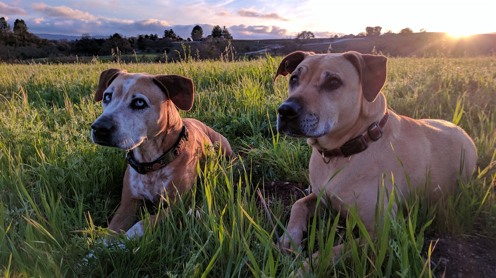 https://mshanken.imgix.net/wso/bolt/2021-02/dogs_chloeandlillymahler_022221_1600.jpg