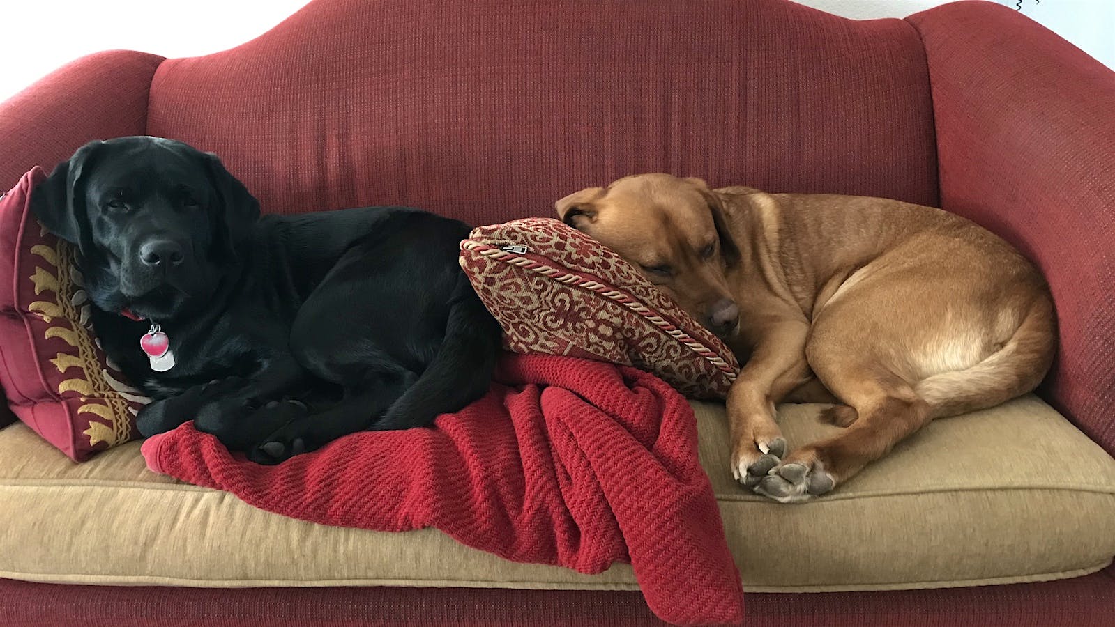 Cinna-Bun and Coffee Bean the English Labradors lounge together on a sofa.