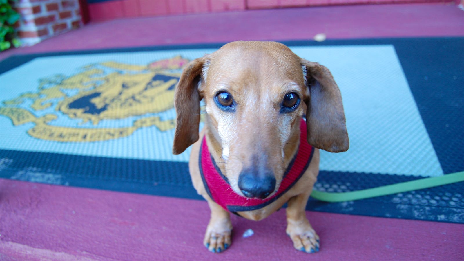 Portrait of Daisy Heck the Dachsund