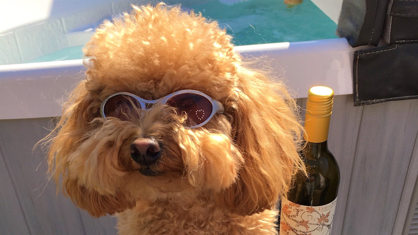 Dulce de Leche the Toy Poodle wearing a pair of sunglasses