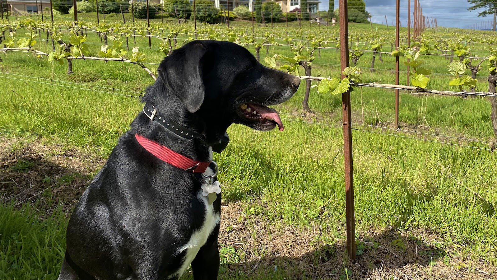 Jake the Labrador-Pointer mix guards Three Cedars Vineyard in Oregon.