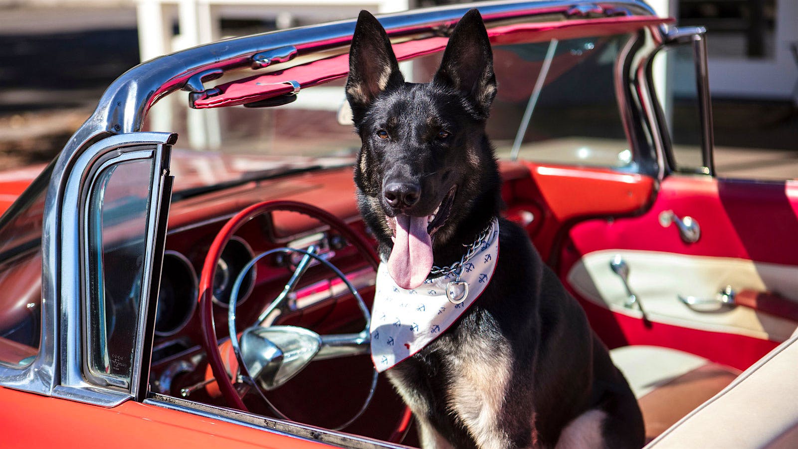 Magnum Frank the German Shepherd sits in a convertible car with the top down
