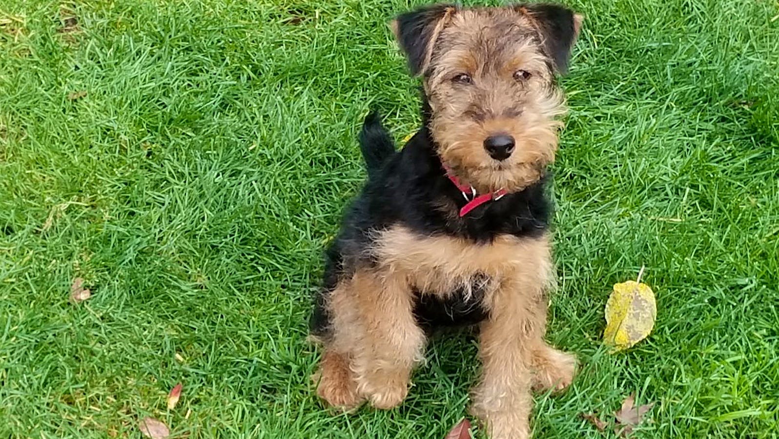 Roz the Welsh terrier plays in the grass