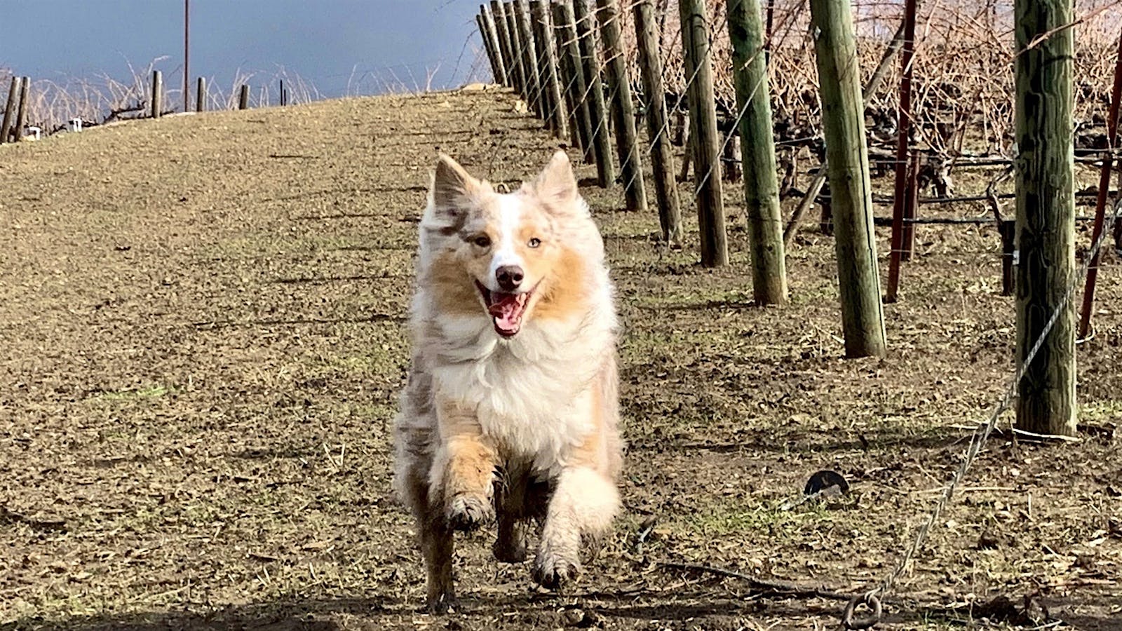 Sadie, an Australian Shepherd, running through a muddy vineyard at Tablas Creek