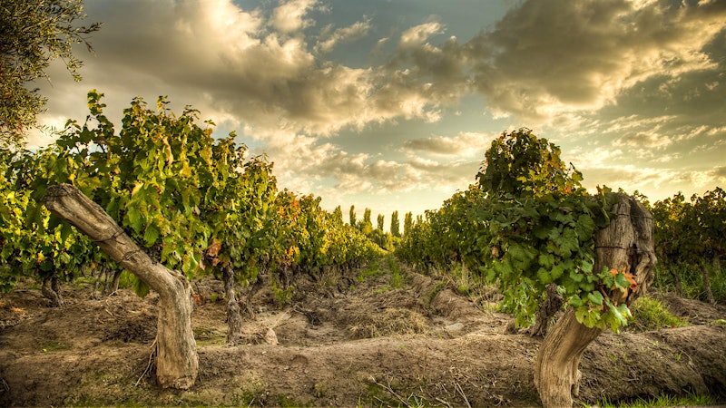 9 Wonderful Argentine Wines Priced $30 or Less