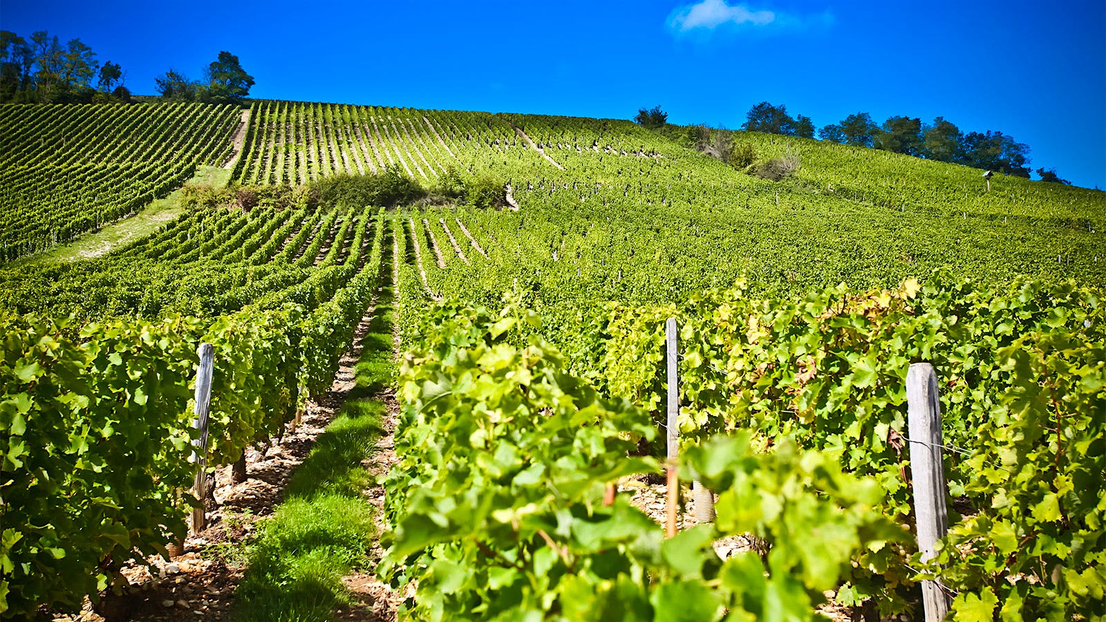 Vines of Domaine Hubert Brochard in Sancerre, Loire Valley, France