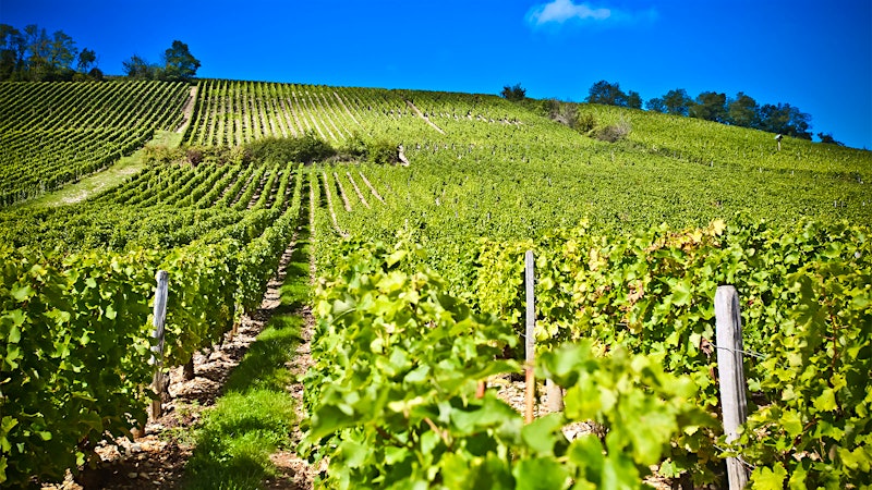9 Sensational Sancerres Up to 92 Points